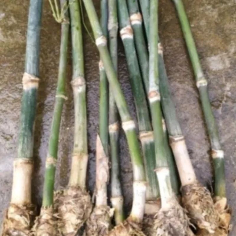 Bambu Petung / Bibit Bambu Petung / Bambu Petung Jumbo / Bibit Unggul