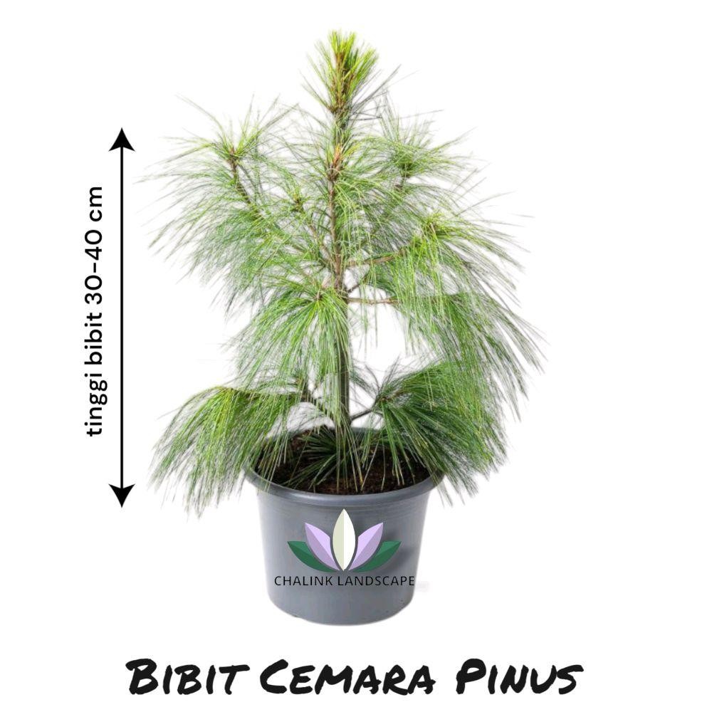 Bibit Pohon Cemara Pinus / Pohon Pinus / Cemara Pinus / Pohon Cemara
