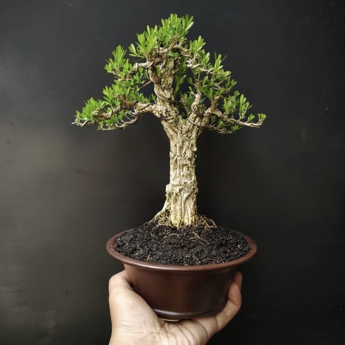 bonsai boxus sudah jadi tinggal pajang murah termasuk pot