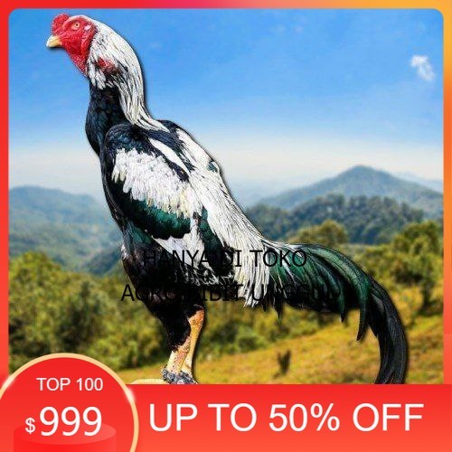 

telur ayam shamo tarung super garansi agro.bibit.unggul