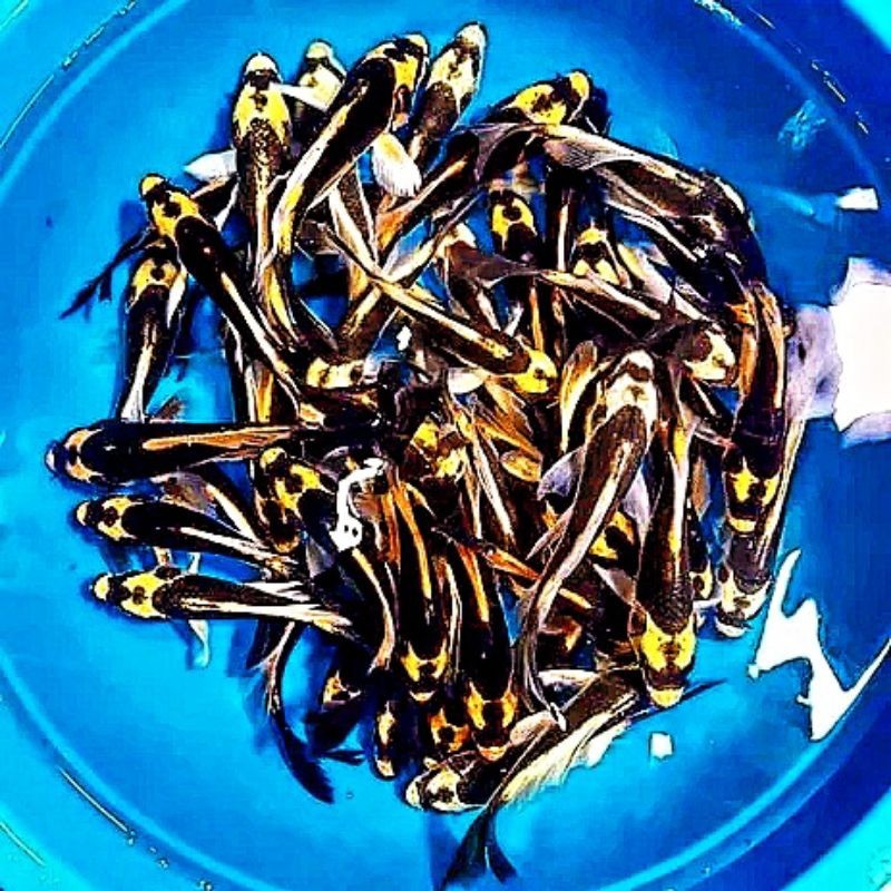 Ikan Koi Kumpay - Ikan Koi Metalik Slayer - Ikan Koi Slayer Kumpay Size 8 s/d 12 Cm - Beli 5 Gratis 