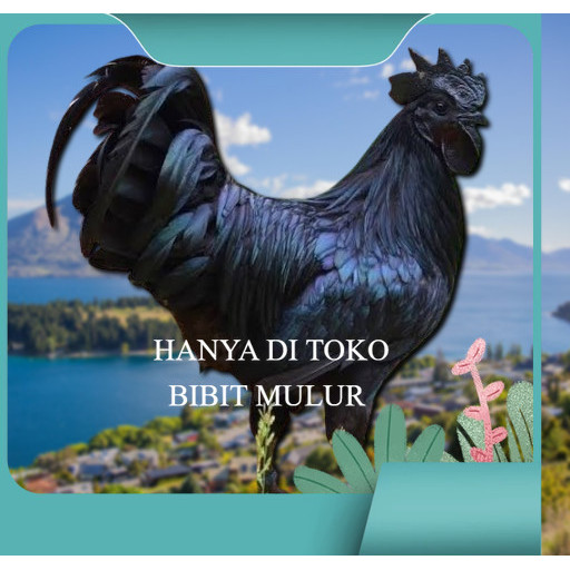 

telur ayam cemani lidah hitam (asli) bisa untuk di tetaskan super