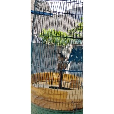 burung branjangan parva  riwikan  rawatan (jantan)