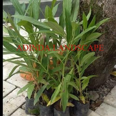 A.L Bibit Pohon Tabebuya - Bunga Tabe Buya - Tanaman Hias Bunga Tabebuia