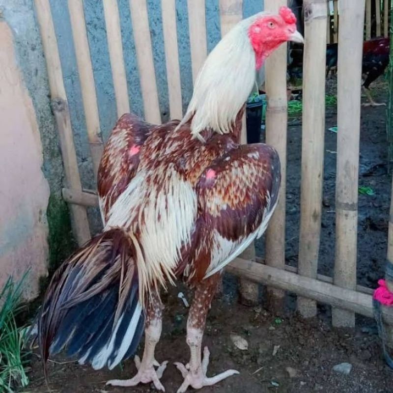

JUAL TELUR AYAM BANGKOK PAKOY ORI PAKET 4 BUTIR