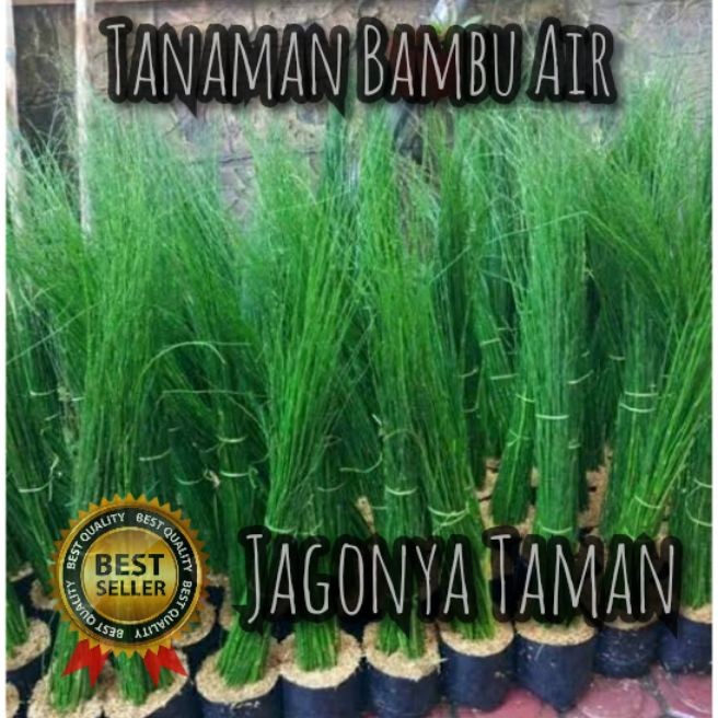 PROMO Tanaman Hias Bambu Air / Tanaman Air Bambu Air Murah / Pohon Bambu Air / Bambu Irr Murah / Bam
