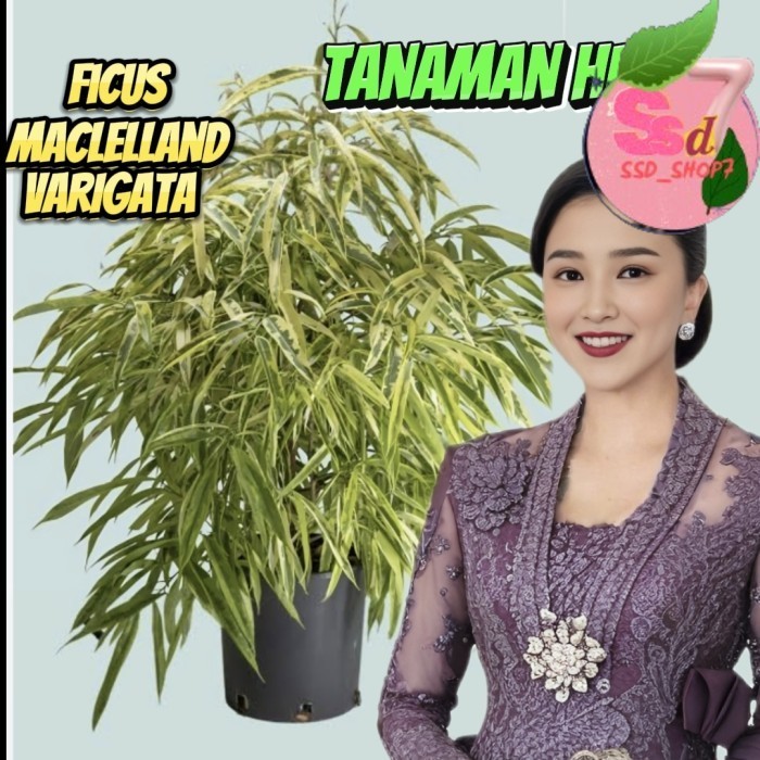 tanaman hias ficus maclellandii golden varigata tanaman hias hidup exotic pohon hidup hias bagus unt