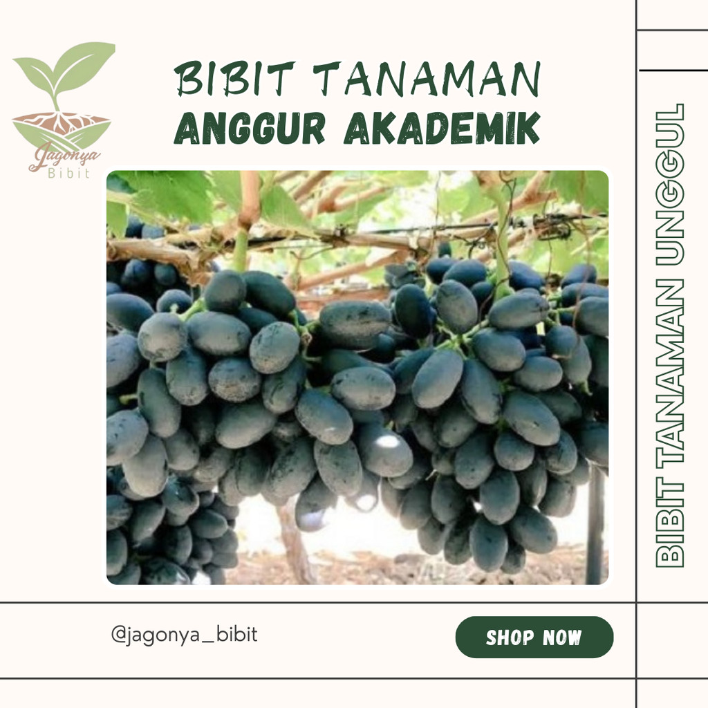 

Bibit Anggur import akademik avidzba