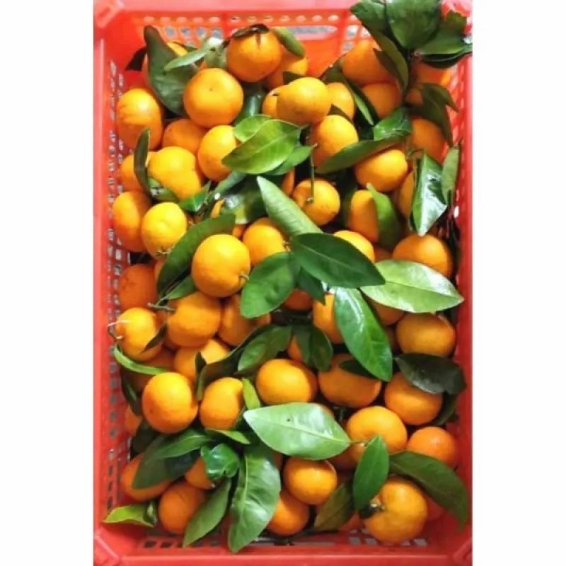 

6Kg Jeruk Shantang daun perbox/perdus