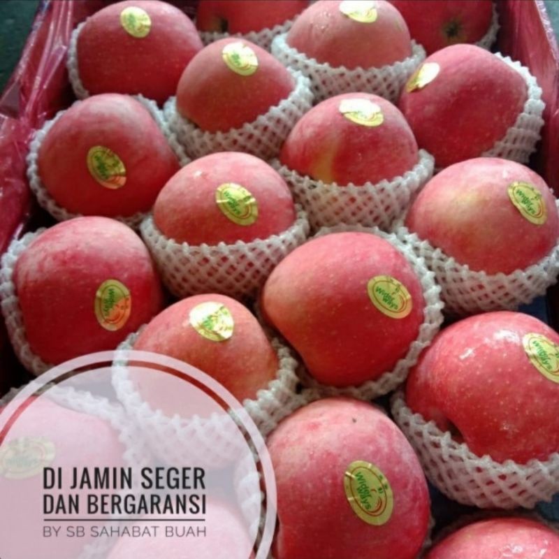 

UD BUAH 3 SMAUDARA BUAH APEL FUJI BLUSH PREMIUM 1 DUS 15KG GROSIR 1 DUS