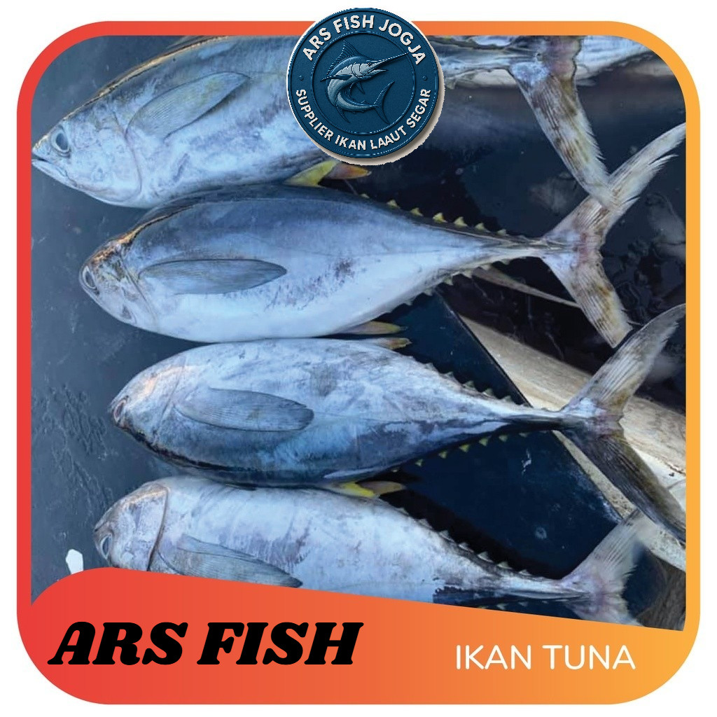 

IKAN TUNA SEGAR per kilogram