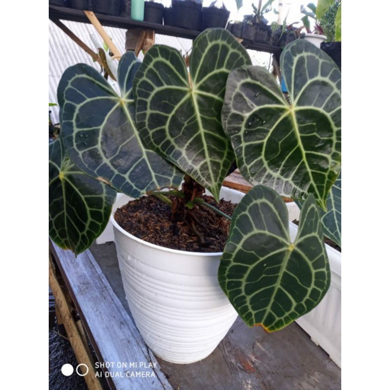 kuping gajah tarantula