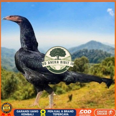 

telur ayam shamo eropa ori juara bisa untuk di tetaskan UD ANEKA BIBIT ID