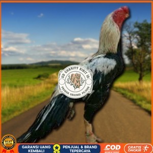 

telur ayam assel Parrot ori bisa untuk di tetaskan vertil UD GHANIYY BIBIT ID