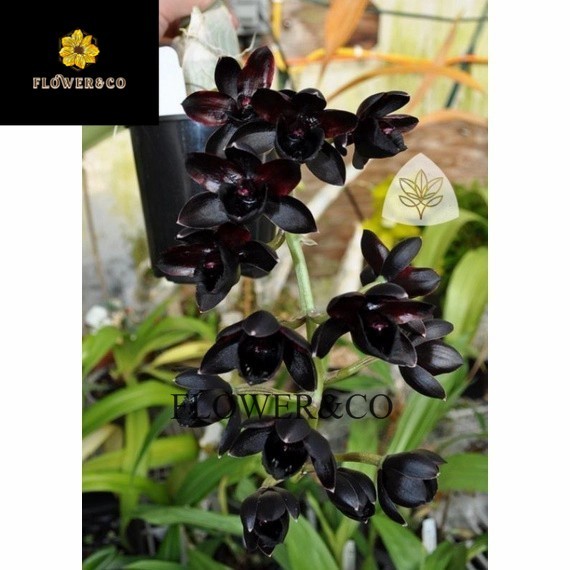 Anggrek Dendrobium Black