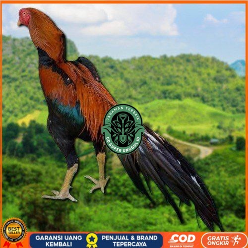 

telur ayam ekor lidi original bisa untuk di tetaskan ori UD_SUPER_UNGGUL_ID