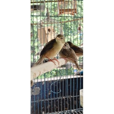 cigun anakan mandiri jantan