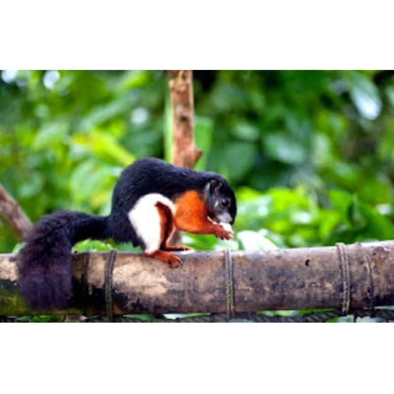 tupai tiga warna satuan jantan/betina