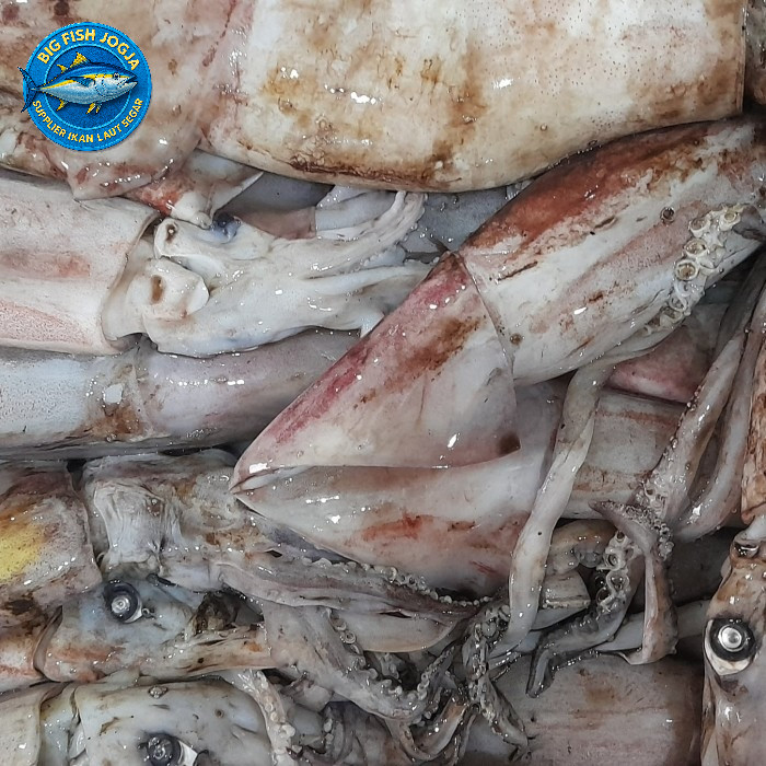 

Sotong cumi kondom frozen 1 kg