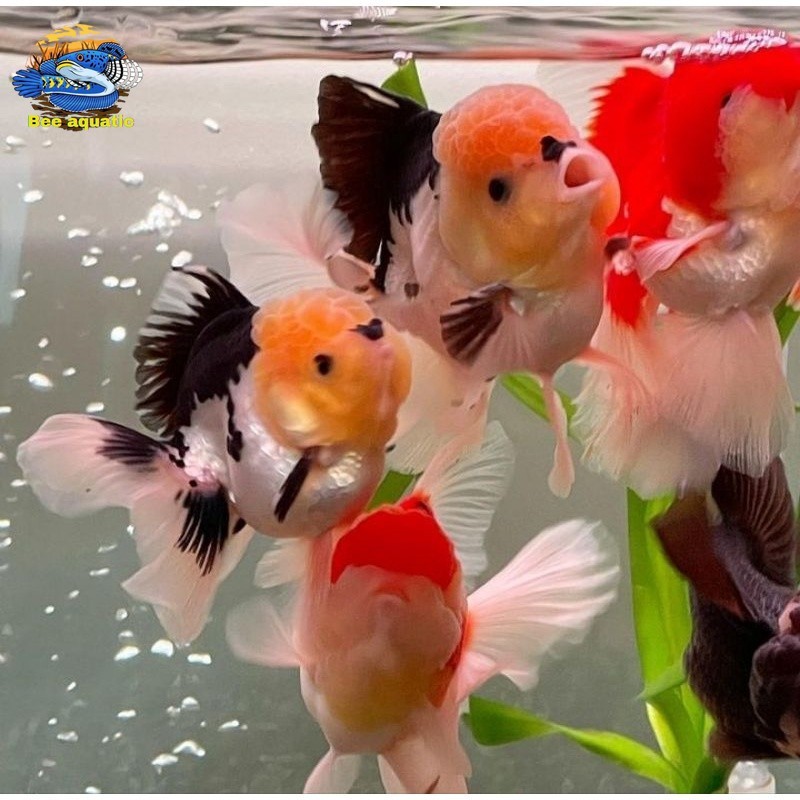 PAKET SEPASANG PAIR 10-12 CM maskoki panda / baby mas koki oranda panda / fancy / 3 collours baby