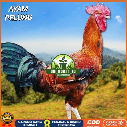 

telur ayam pelung jumbo super bisa untuk di tetaskan fertil UD_GOBIT_ID