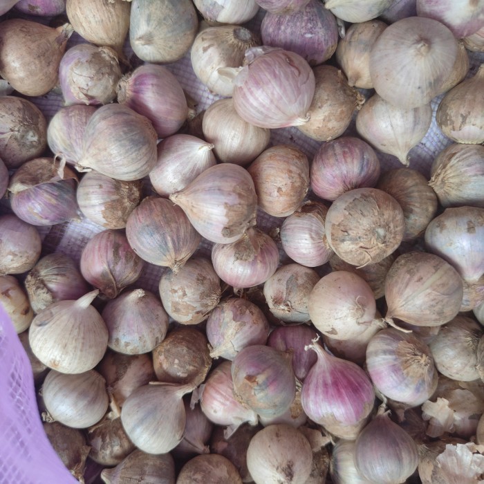 

Promo Bawang putih tunggal medium 500gr terlaris