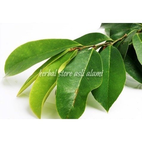 

obat herbal daun sirsak segar 100 lbr