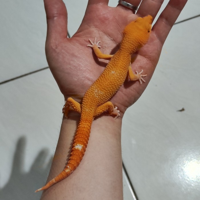 Leopard Gecko Sunglow Full CT carrot tail contest quality Male
