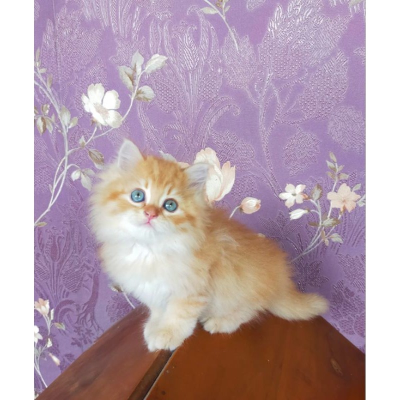 kucing Persia munckin Oren lucu