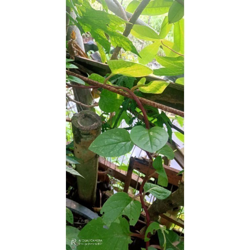 

New promo 100 gram Daun Binahong Merah segar A.S