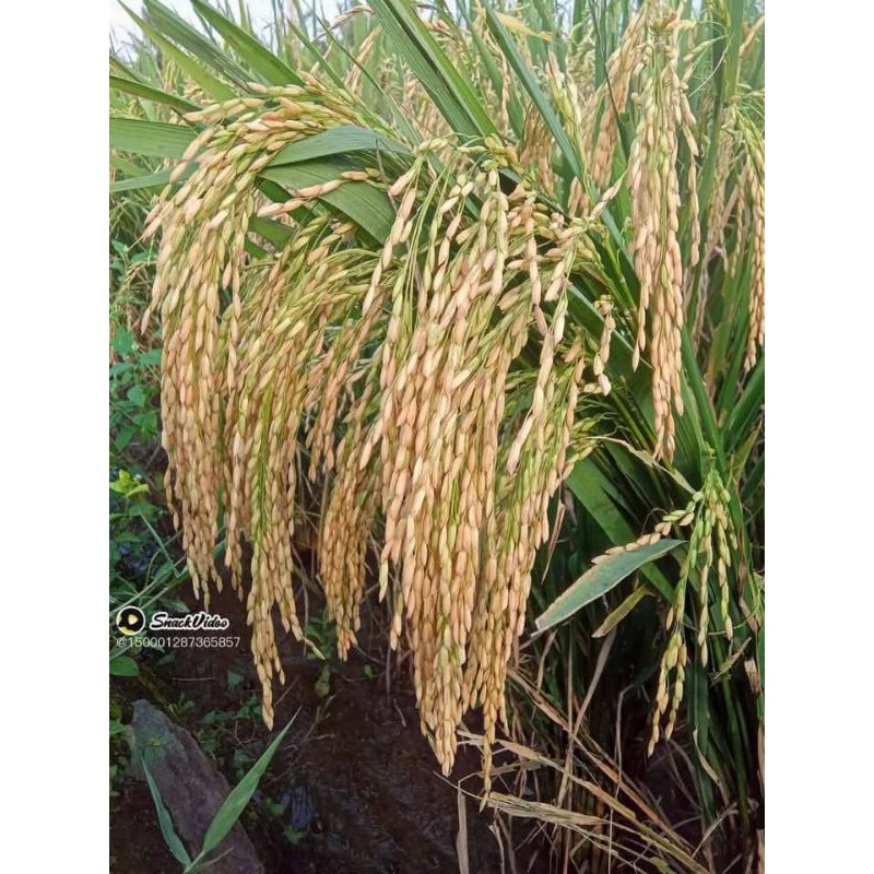 Benih padi cibesi kemasan 5kg, bobot mantap