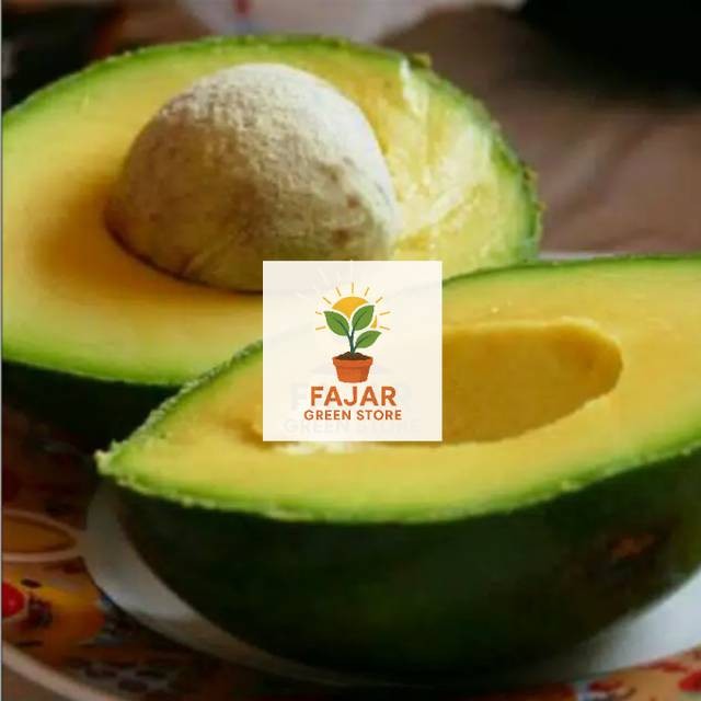 Bibit alpukat  miki asli unggul/alpukat mentega miki asli FAJAR GREEN STORE
