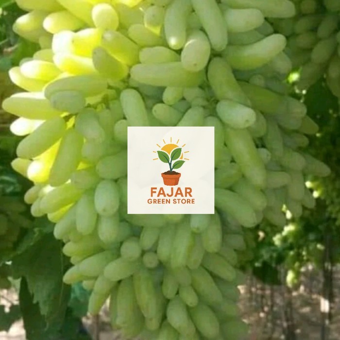 Anggur Import SUPER SONAKA (Ningrat) bibit anggur unggul, bibit anggur murah FAJAR GREEN STORE
