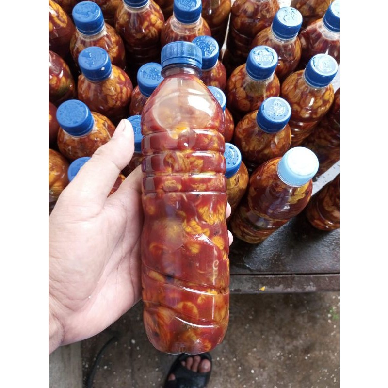 Embrio Ayam umpan neter , Galatama Lele, Ikan babon maupun ikan rame