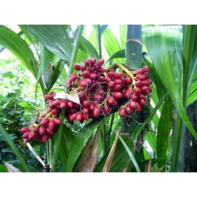 Buah Pinang Merah Bibit Pinang Hias Pinang Mini