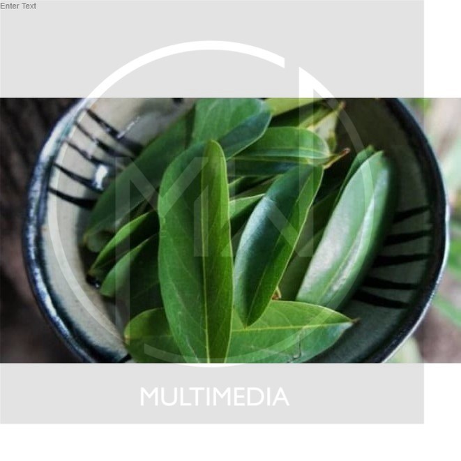 

Daun Sirsak Segar - Non Pestisida / Soursop Leaf