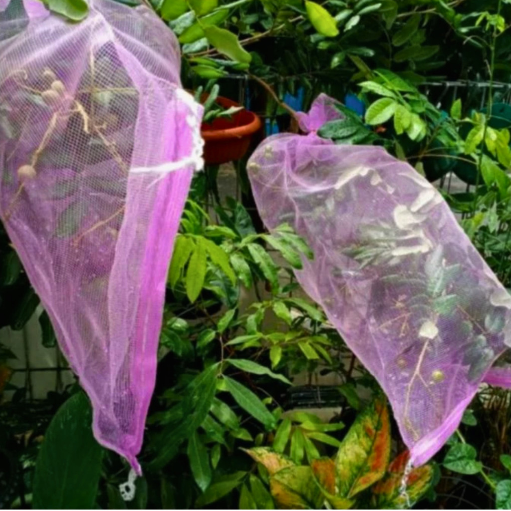 Karung Bawang Brongsong Buah Kelengkeng Besar Pembungkus Buah Kelengkeng Jaring Penutup Buah