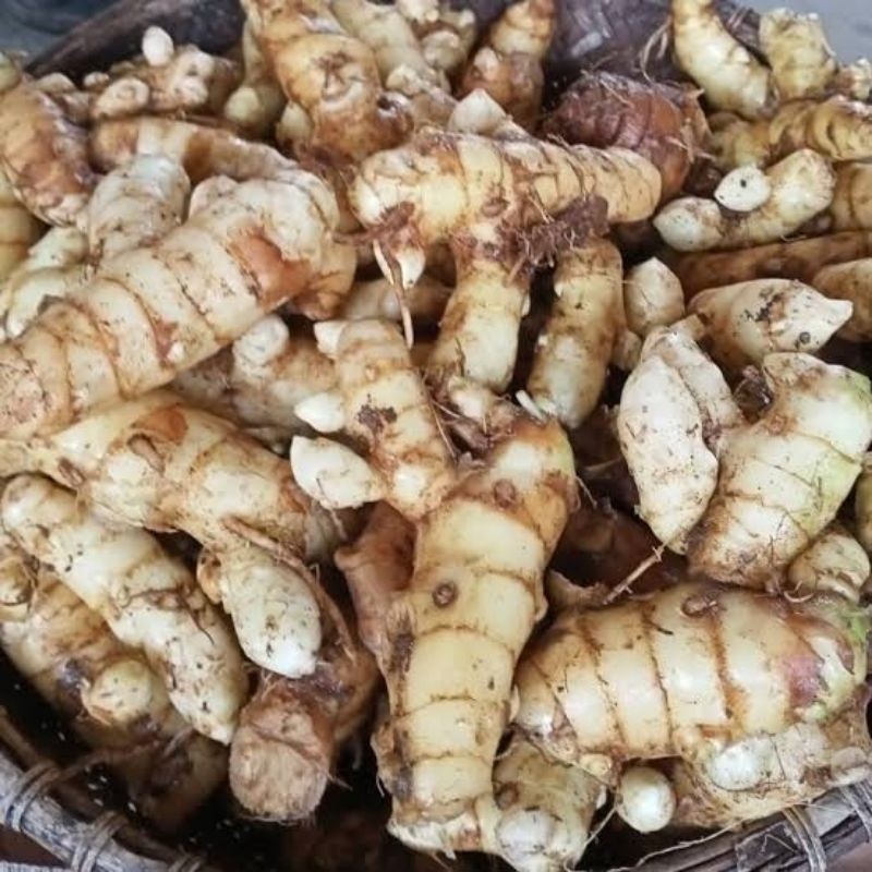 

Kunyit Putih Segar 1Kg Koneng Bodas termurah