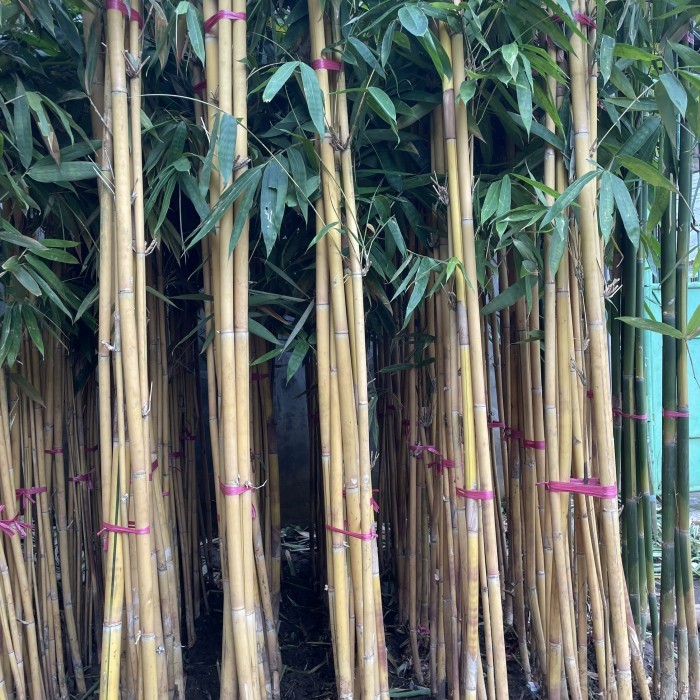 Pohon Bambu Kuning Tinggi 2 Meter, Pohon Pelindung Bambu Kuning