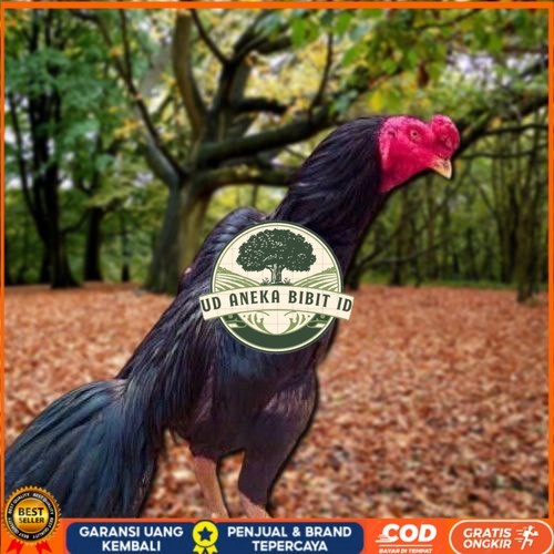 

Telur Ayam Pakhoy Line Mane Vertil Siap Di Tetaskan Jaminan Super Oiginal Bergaransi UD ANEKA BIBIT ID