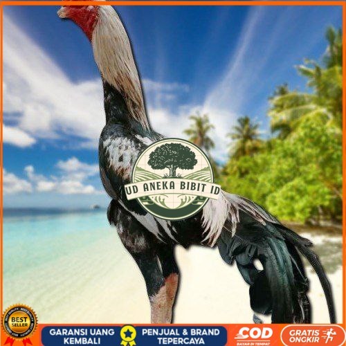 

telur ayam bangkok original bisa untuk di tetaskanvertil UD ANEKA BIBIT ID