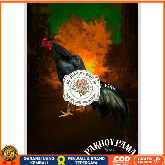 

Telur Ayam Pakhoy X Pama Vertil Siap Di Tetaskan Jaminan Super Oiginal Bergaransi UD GHANIYY BIBIT ID