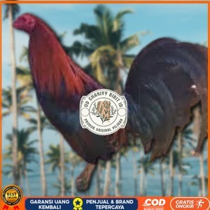 

telur ayam philipin import AK47 bisa untuk di tetaskan UD GHANIYY BIBIT ID