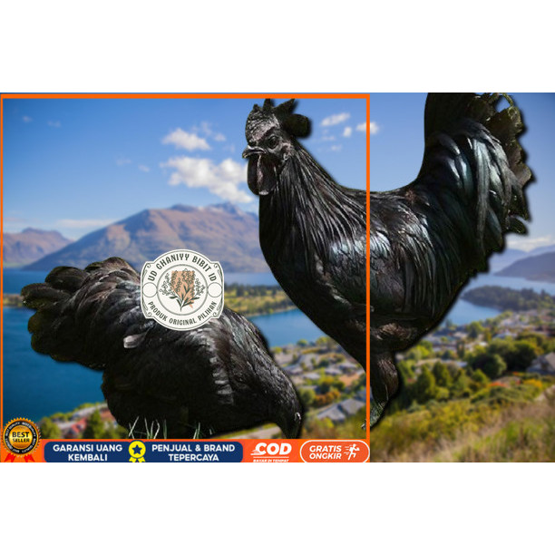 

telur ayam cemani lidah hitam (asli) bisa untuk di tetaskan vertil UD GHANIYY BIBIT ID