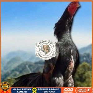 

telur ayam shamo tarung vertil original resmi UD GHANIYY BIBIT ID