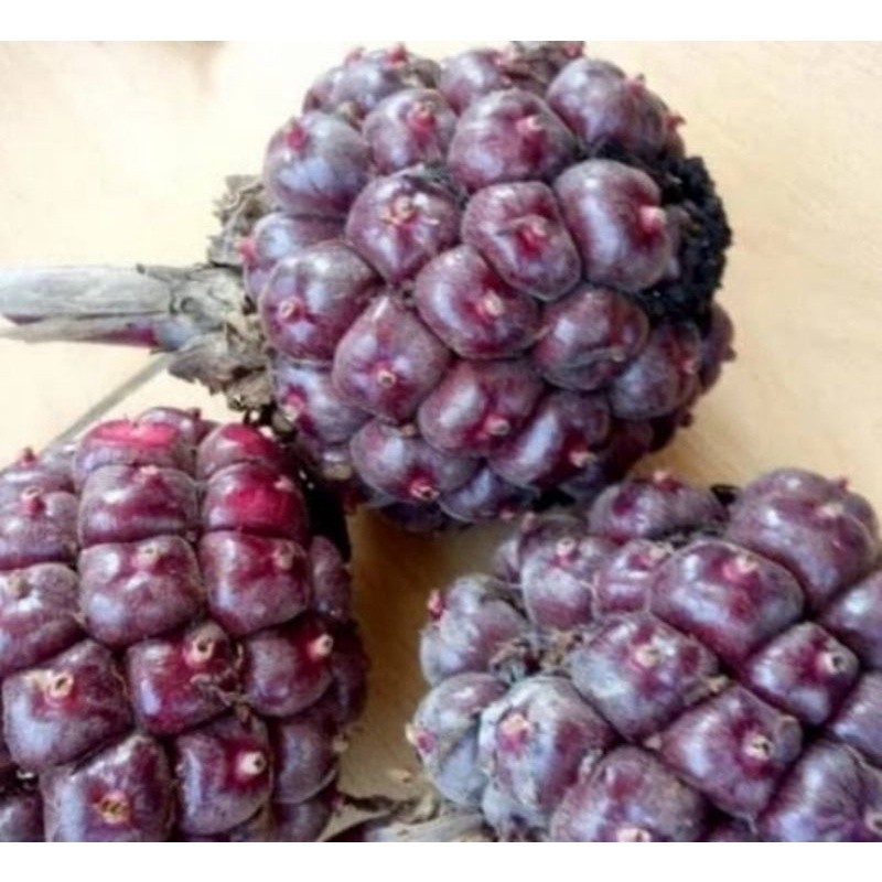 

BUAH HONJE MERAH 500gram Honje Langka Buah Honje Buah Kecombrang Segar FA