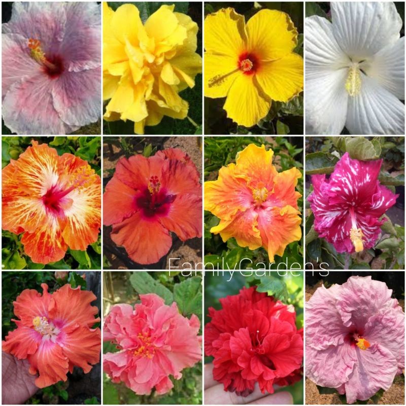 Tanaman Bunga Sepatu / Bunga Hibiscus Tumpuk Bangkok