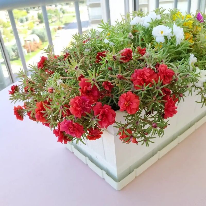 Tanaman hias Krokot mawar merah / rose moss red / Portulaca grandiflora