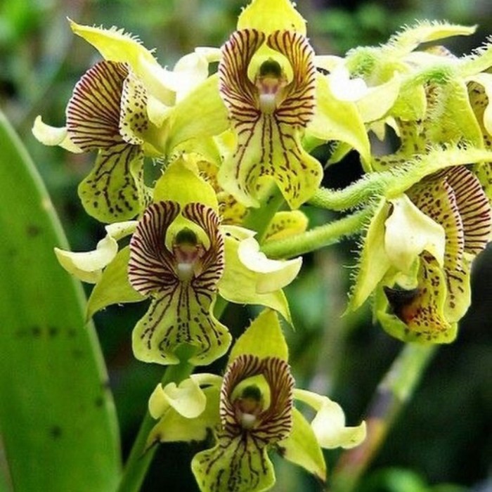 tanaman hias anggrek dendrobium macrophyllum