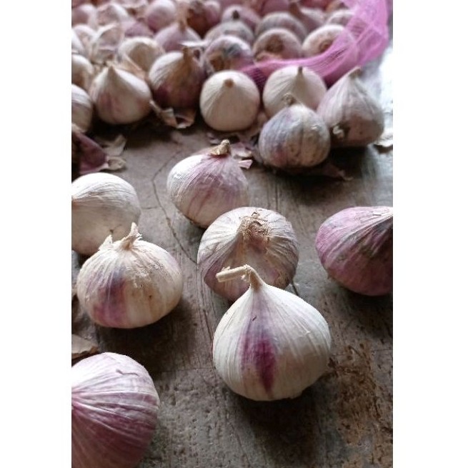 

Bawang Putih Tunggal 1 KG - Bawang Lanang 1 KG - Langsung Dari Gudang Kualitas Terbaik